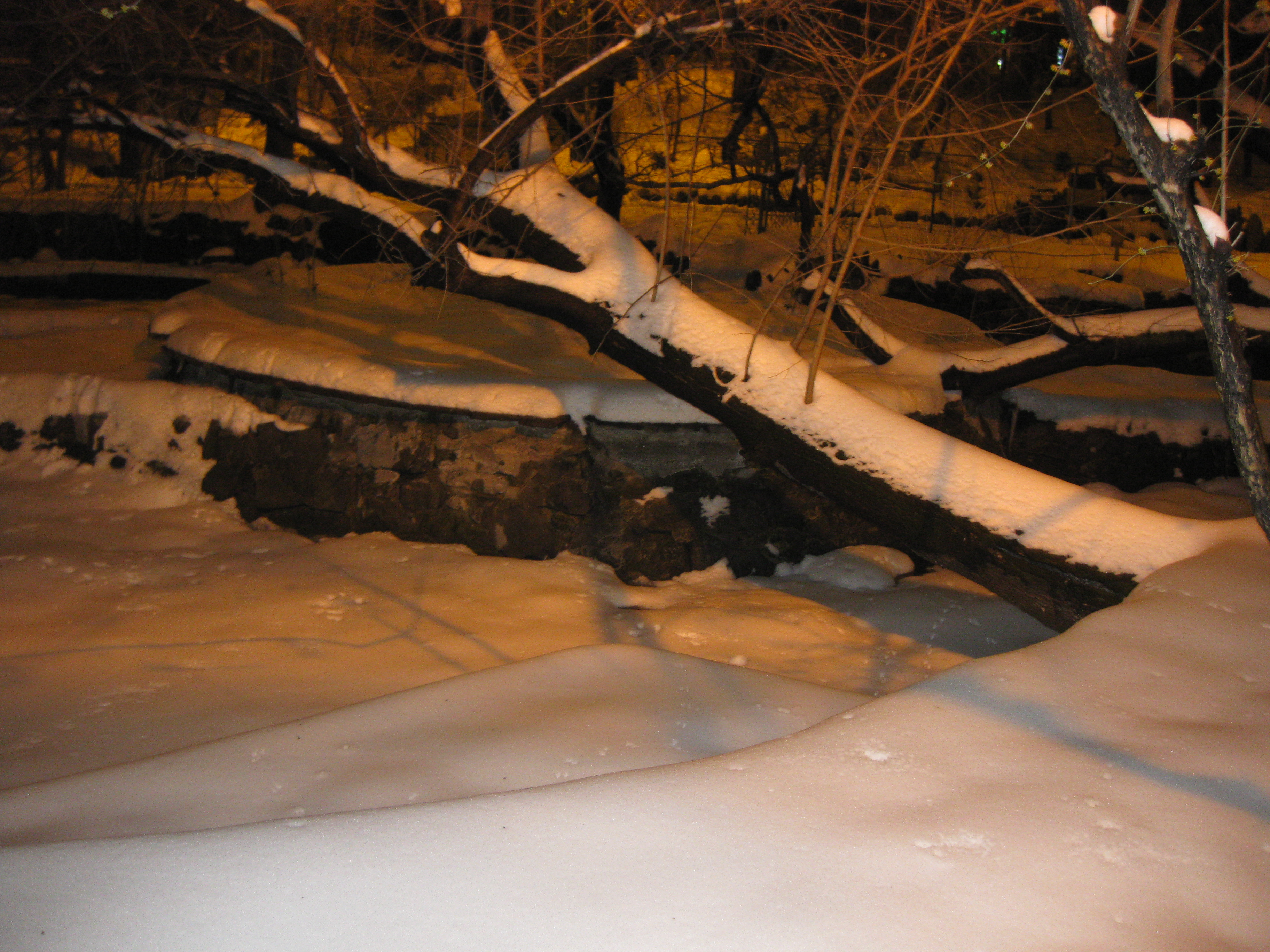 PARCUL CISMIGIU DIN BUCURESTI INVALUIT IN ZAPADA IN TIMPUL PRIMAVERII - 24 MARTIE 2018